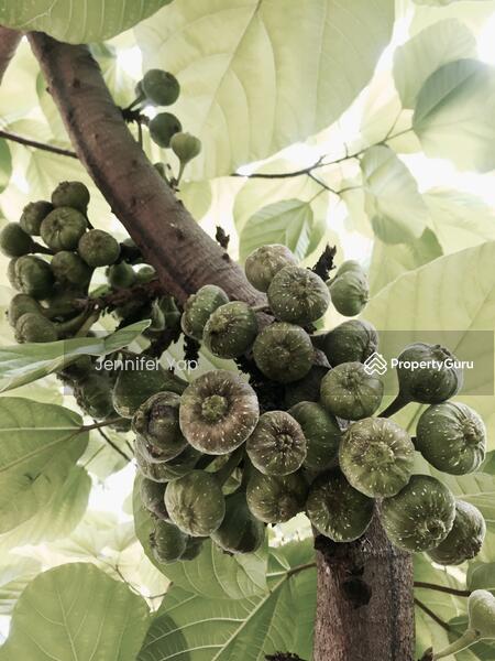 Fig tree