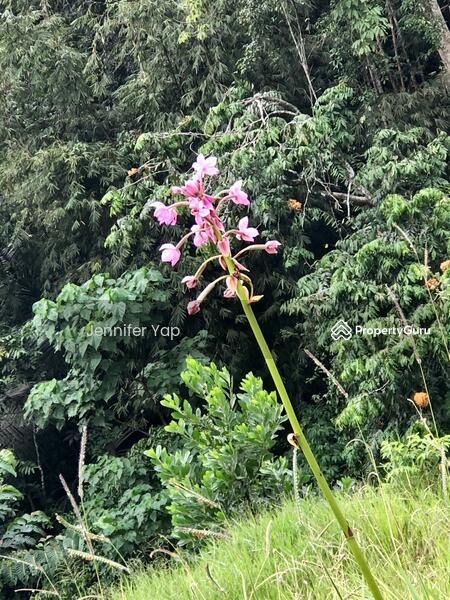 Tiny flowers on roadside