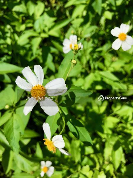 Road side flowers