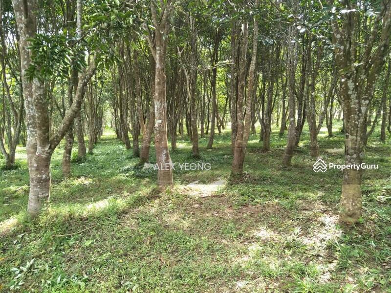 Port Dickson Land Agarwood Matured Trees, Port Dickson, Port Dickson