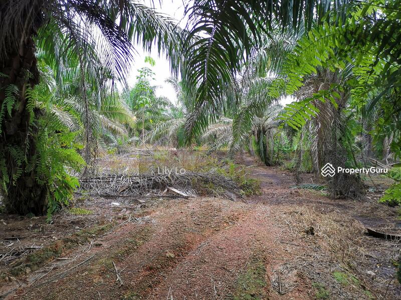 Batu 28 Pekan Nenas Main Road J238 Expressway Skudai To Pontian Pekan Nanas Pekan Nenas Pontian Johor Agricultural Lands For Sale By Lily Lo Rm 18 00 31342018