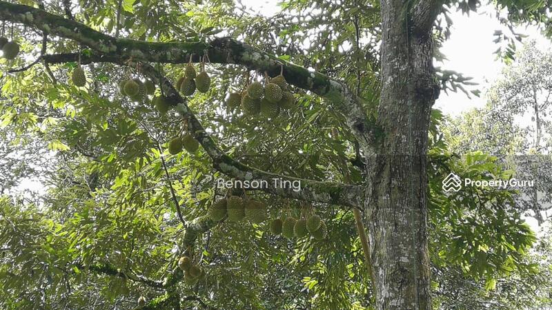 9.63ac Raub Musang King Orchard For Sale untuk Untuk Dijual - RM 8,800,000, Apr 2026 - PropertyGuru.com.my