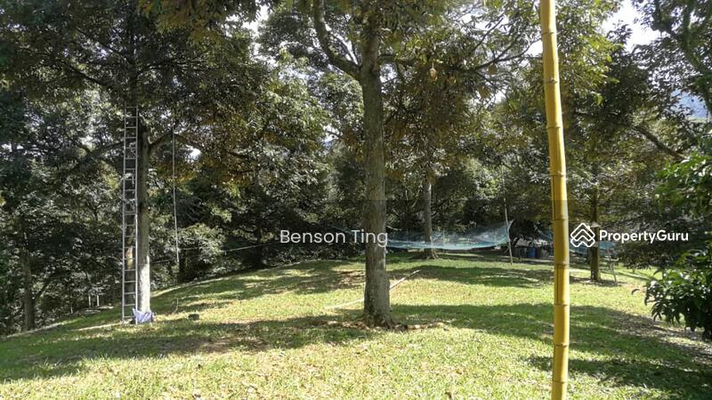9.63ac Raub Musang King Orchard For Sale untuk Untuk Dijual - RM 8,800,000, Apr 2026 - PropertyGuru.com.my