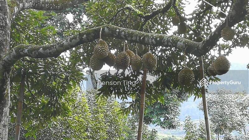 9.63ac Raub Musang King Orchard For Sale untuk Untuk Dijual - RM 8,800,000, Apr 2026 - PropertyGuru.com.my