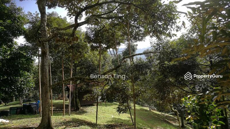 9.63ac Raub Musang King Orchard For Sale untuk Untuk Dijual - RM 8,800,000, Apr 2026 - PropertyGuru.com.my