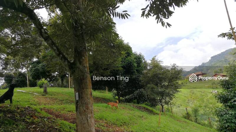9.63ac Raub Musang King Orchard For Sale untuk Untuk Dijual - RM 8,800,000, Apr 2026 - PropertyGuru.com.my
