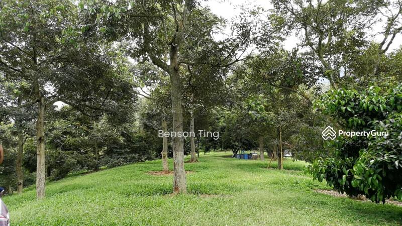 9.63ac Raub Musang King Orchard For Sale untuk Untuk Dijual - RM 8,800,000, Apr 2026 - PropertyGuru.com.my