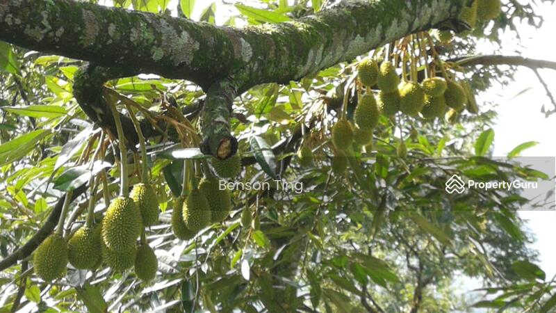 9.63ac Raub Musang King Orchard For Sale untuk Untuk Dijual - RM 8,800,000, Apr 2026 - PropertyGuru.com.my