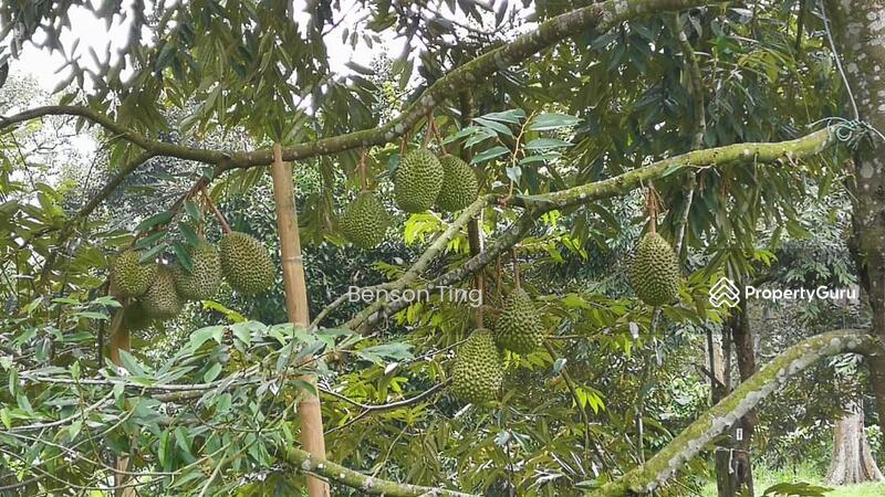 9.63ac Raub Musang King Orchard For Sale untuk Untuk Dijual - RM 8,800,000, Apr 2026 - PropertyGuru.com.my