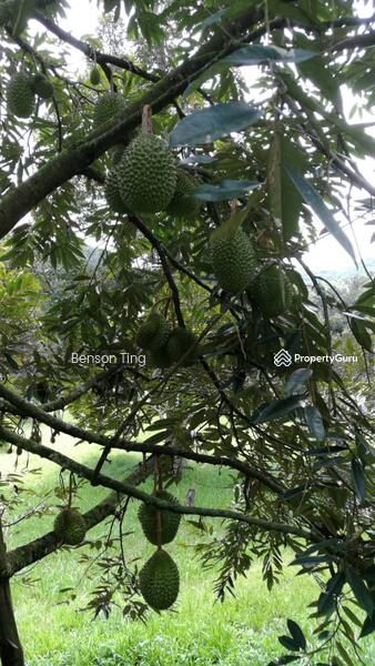 9.63ac Raub Musang King Orchard For Sale untuk Untuk Dijual - RM 8,800,000, Apr 2026 - PropertyGuru.com.my