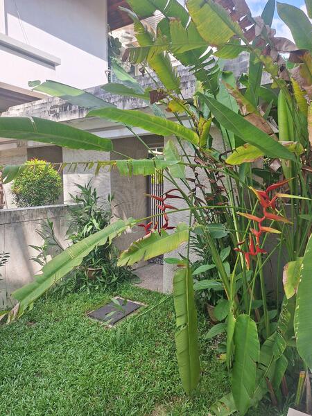 Untuk Dijual - Flora Murni