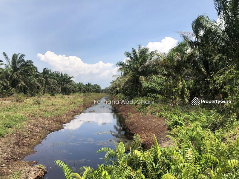 No Longer Available Land At Kg Parit Wir Pontian Pekan Nanas Pekan Nenas Pontian Johor Agricultural Lands For Sale By Farah Fa Rm 115 000 32159118