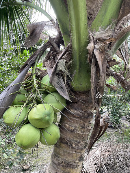 Sungai Karangan, Kelapa Land For Sale, Karangan, Kedah, Agricultural