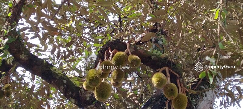 Agricultural Land for Sale in Bentong (Pahang) - Johnny Lee - PropertyGuru.com.my
