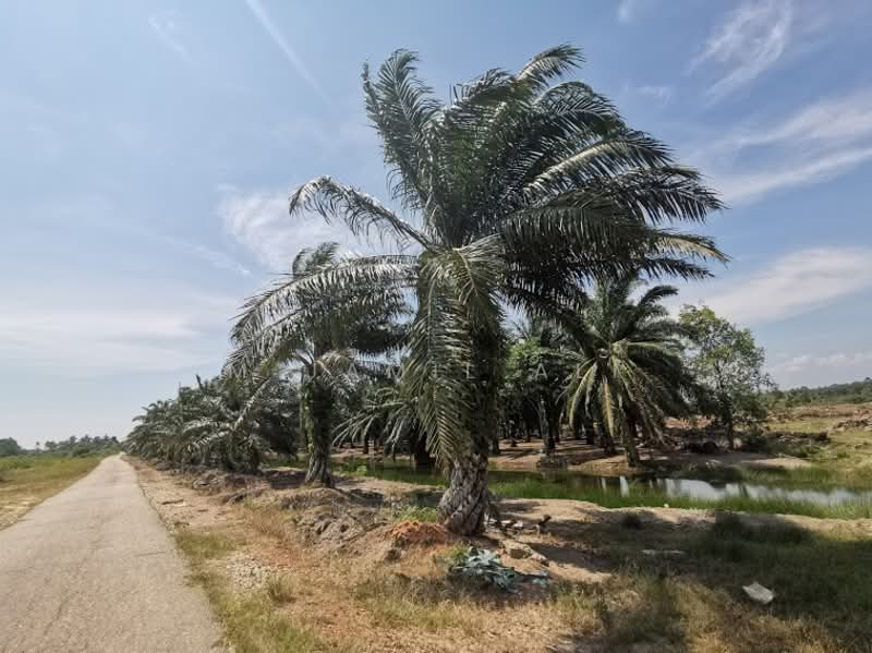 Agricultural Land for Sale in Sungai Rambai (Melaka) - M Jamil Ali - PropertyGuru.com.my