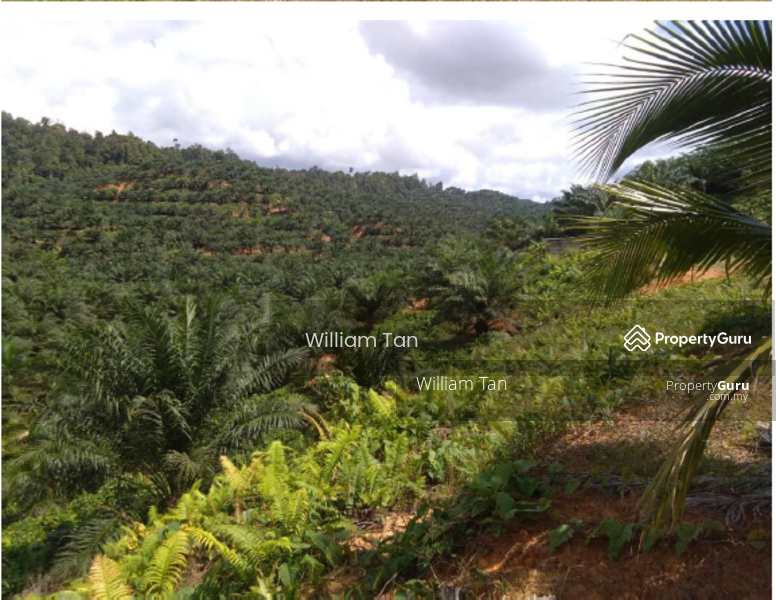 2135 acres palm oil land Beluran Sabah Sale at RM59. 4Mil, Sandakan