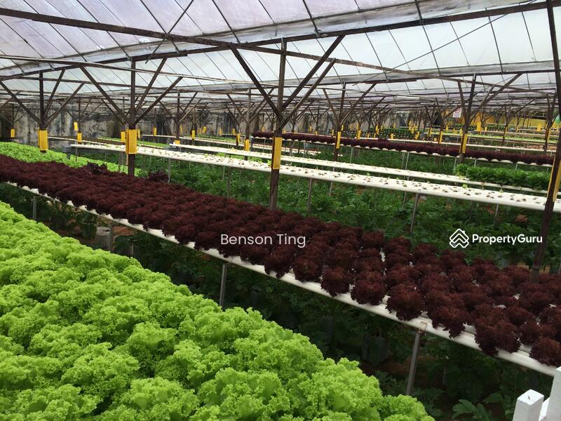 Cameron Highlands Agricultural Land For Sale, Cameron Highlands, Pahang