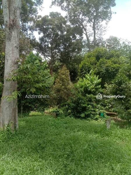 Dusun Durian Musang King Kg Chenerak Mukim Ulu Triang Jelebu Negeri Sembilan Untuk Dijual Jelebu Negeri Sembilan Tanah Pertanian Dari Harga Rm 935 000 Propertyguru Malaysia