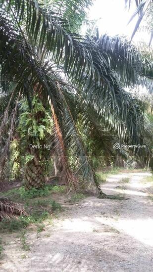 Kota Tinggi Mawai Agricultural Land Suitable For Fruits Plantation Land For Sale In Kota Tinggi Johor Mudah My