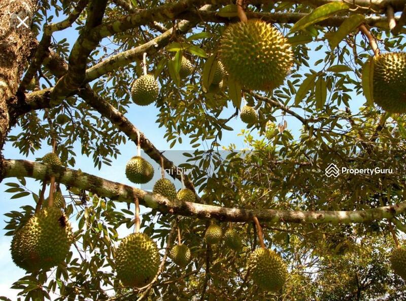Agricultural Land for Sale in Bentong (Pahang) - Lai Din - PropertyGuru.com.my