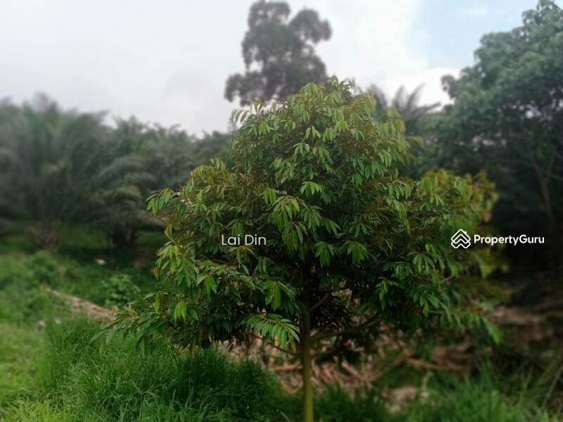 Agricultural Land for Sale in Bentong (Pahang) - Lai Din - PropertyGuru.com.my