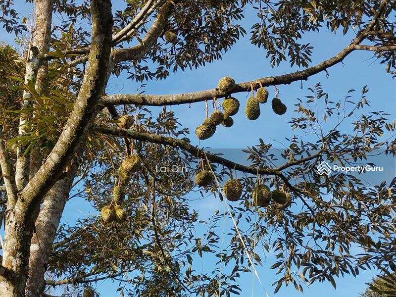 Agricultural Land for Sale in Bentong (Pahang) - Lai Din - PropertyGuru.com.my