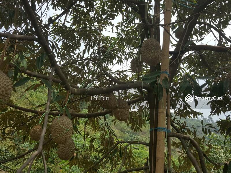 Agricultural Land for Sale in Bentong (Pahang) - Lai Din - PropertyGuru.com.my