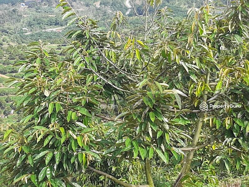Agricultural Land for Sale in Bentong (Pahang) - Lai Din - PropertyGuru.com.my