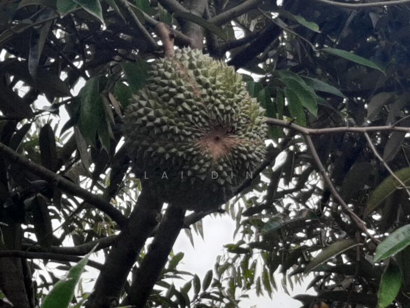 Agricultural Land for Sale in Taman Jelebu (Kuala Klawang) - Lai Din - PropertyGuru.com.my