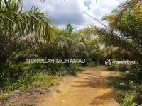 For Sale - Ladang sawit di Tampin