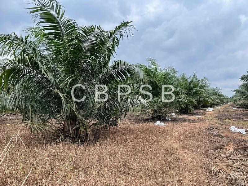 Tanah Pertanian untuk Dijual di Batu Pahat (Johor) - NGO - PropertyGuru.com.my