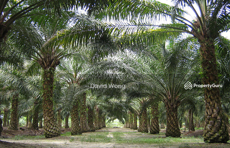 Untuk Dijual - Chenderiang