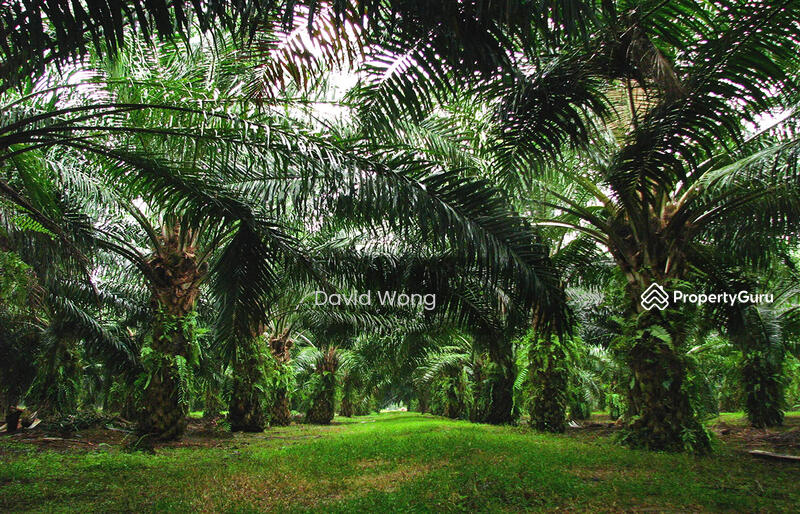 Untuk Dijual - Chenderiang