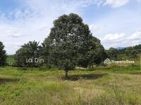 For Sale - Durian Orchard At Mukim Dong, Raub Pahang