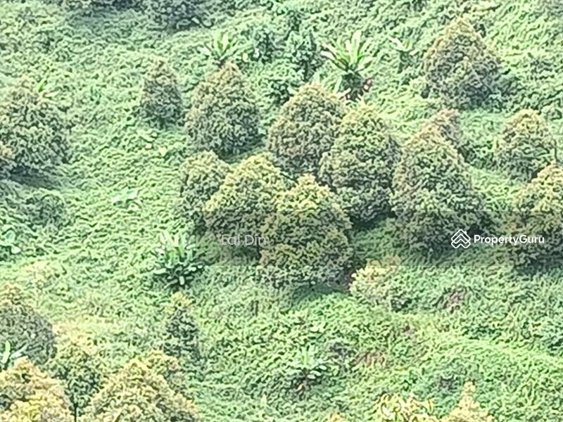 Tanah Pertanian untuk Dijual di Kampung Dong (Dong) - Lai Din - PropertyGuru.com.my