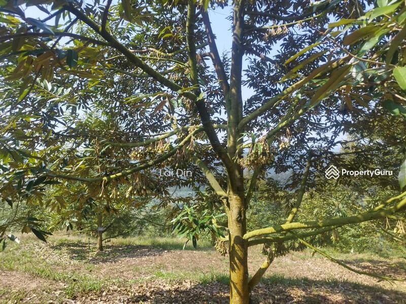Tanah Pertanian untuk Dijual di Kampung Dong (Dong) - Lai Din - PropertyGuru.com.my