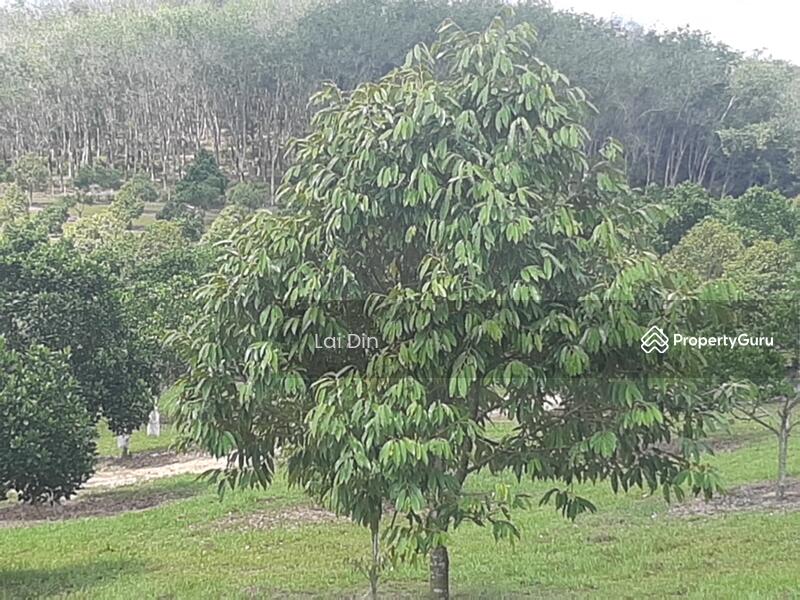 Tanah Pertanian untuk Dijual di Kampung Dong (Dong) - Lai Din - PropertyGuru.com.my