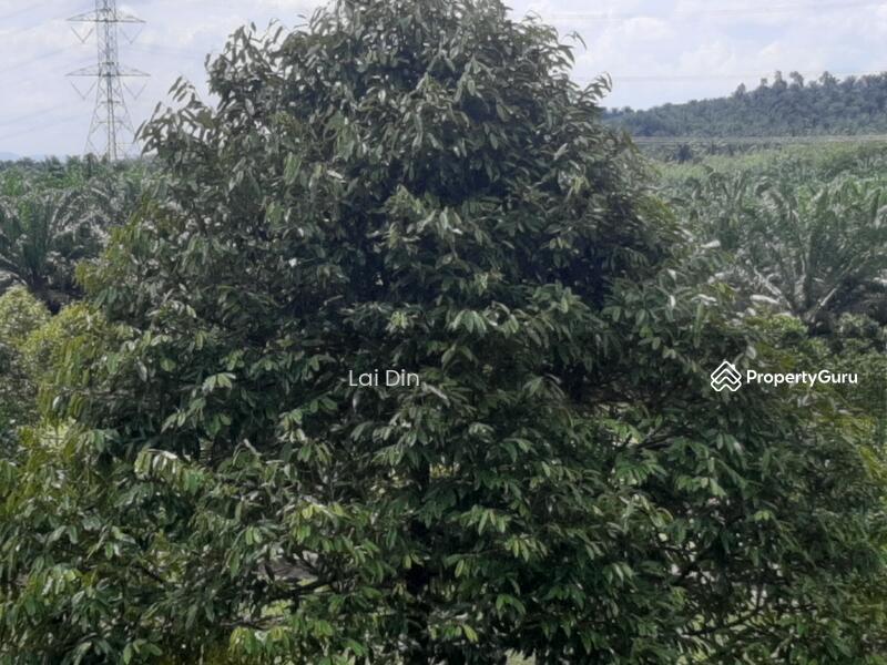 Tanah Pertanian untuk Dijual di Kampung Dong (Dong) - Lai Din - PropertyGuru.com.my