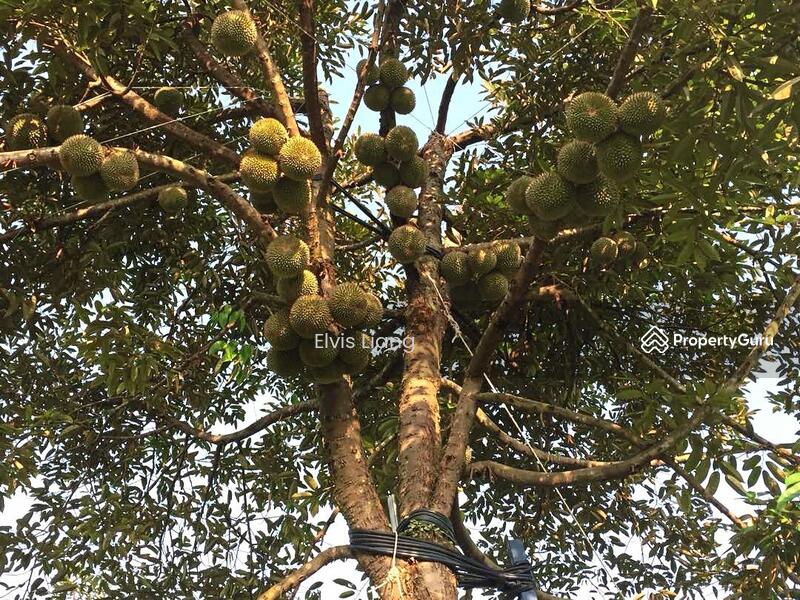 For Sale - kampung pulau betong