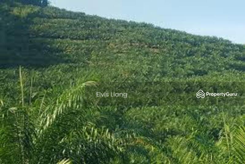 For Sale - kampung pulau betong