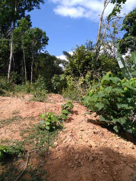 For Sale - Tanah bukit 3 ekar kuala pilah negeri sembilan