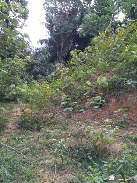 For Sale - Tanah bukit 3 ekar kuala pilah negeri sembilan