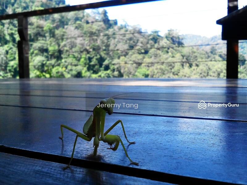Untuk Dijual - Homestay Resort with Amazing Forest View and Open Access to Outdoors