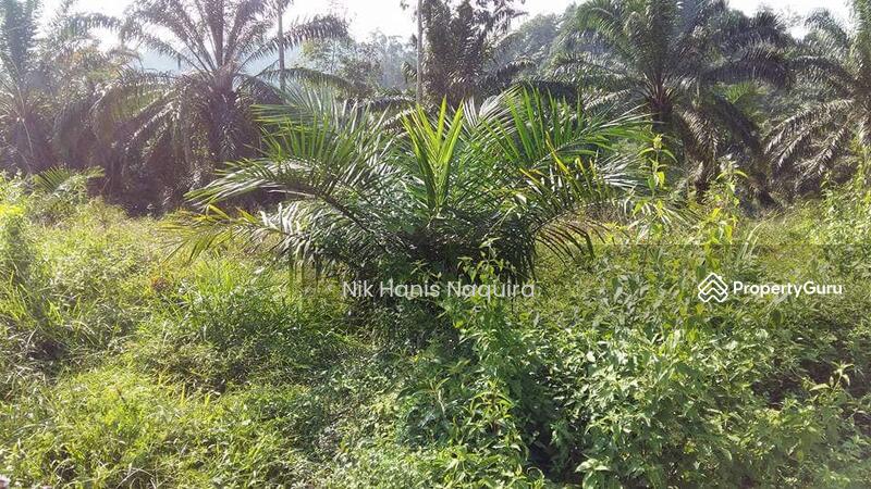 Agricultural Land for Sale in Jerantut (Pahang) - Nik Hanis Naquira - PropertyGuru.com.my