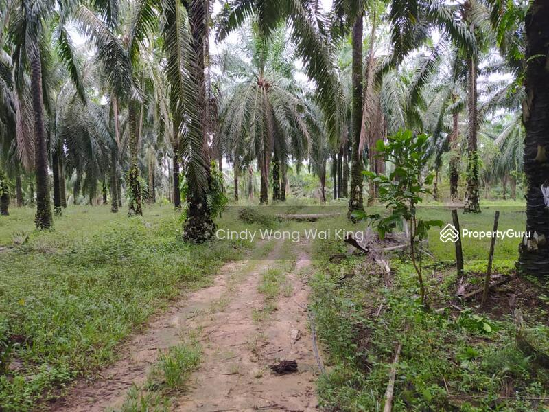 FOR SALEOIL PALM PLANTATION60acresTrong, Perak, Matang, Perak