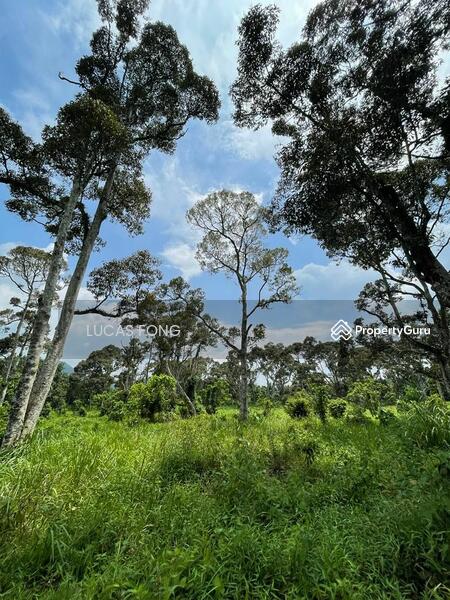 For Sale - Tanah Hitam Chemor Perak Durian Orchard Land