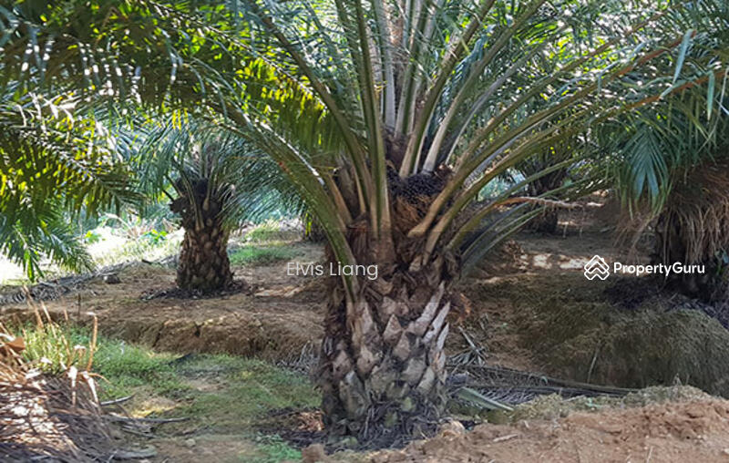 For Sale - gua musang