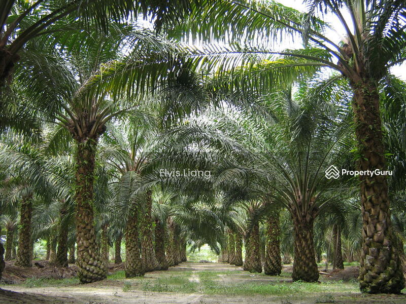 For Sale - gua musang