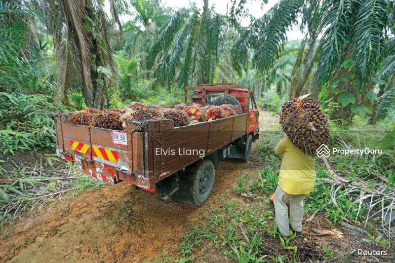 For Sale - gua musang