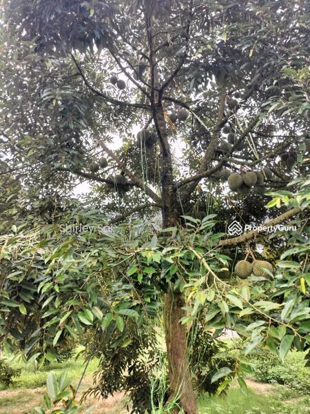 Agricultural Land for Sale in Raub (Pahang) - Shirley Sai - PropertyGuru.com.my